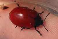 Chrysomela populi