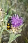 Mylabris variabilis