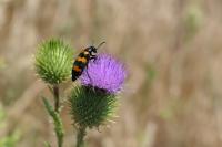 Mylabris variabilis