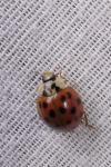 Harmonia axyridis