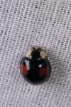 Harmonia axyridis