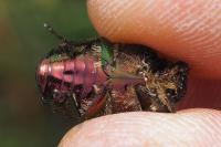 Cetonia aurata