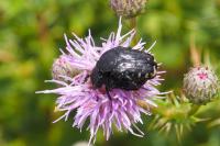 Oxythyrea funesta