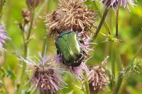 Cetonia aurata