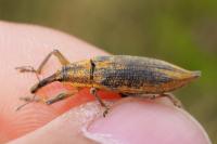 Lixus iridis