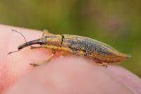 Lixus iridis