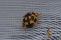 Propylea quatuordecimpunctata