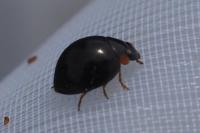 Parexochomus nigromaculatus