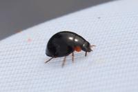 Parexochomus nigromaculatus