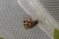 Tytthaspis sedecimpunctata