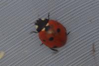 Coccinella septempunctata
