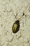 Xanthogaleruca luteola