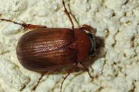 Serica brunnea