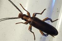 Nacerdes carniolica atlantica