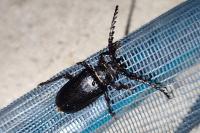 Prionus coriarius