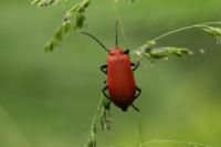 Pyrochroa serraticornis