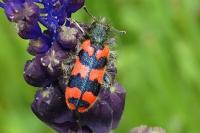 Trichodes alvearius