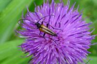 Stenurella melanura