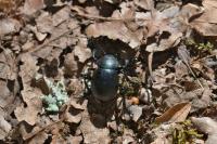 Timarcha tenebricosa