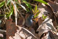 Timarcha tenebricosa