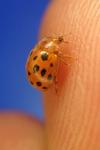 Subcoccinella vigintiquatuorpunctata