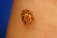 Subcoccinella vigintiquatuorpunctata
