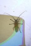 Saperda carcharias