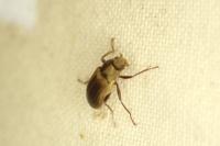 Pomatinus substriatus