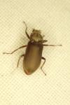 Pomatinus substriatus
