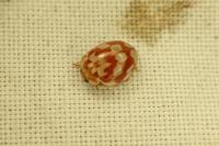 Myrrha octodecimguttata