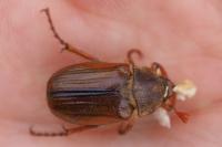 Amphimallon solstitiale