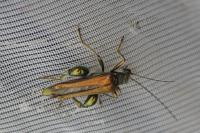 Oedemera nobilis