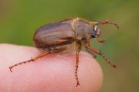 Amphimallon solstitiale