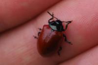 Chrysomela populi