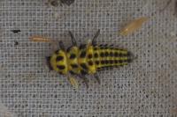 Psyllobora vigintiduopunctata