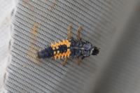 Harmonia axyridis
