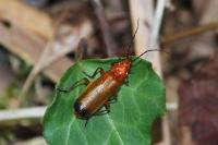 Rhagonycha fulva
