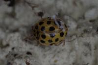 Psyllobora vigintiduopunctata