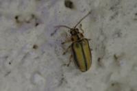 Xanthogaleruca luteola