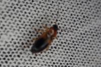Stenolophus teutonus