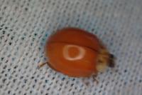 Harmonia axyridis