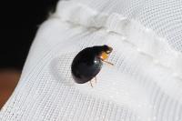 Parexochomus nigromaculatus