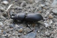 Dorcus parallelipipedus