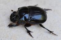 Copris lunaris