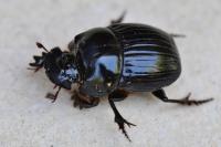 Copris lunaris