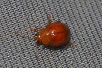 Sphaeroderma