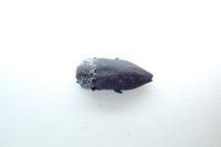 Capnodis tenebrionis