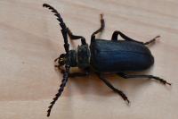 Prionus coriarius