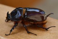 Oryctes nasicornis