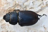 Lucanus cervus